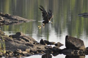 Eagle Boundary Waters